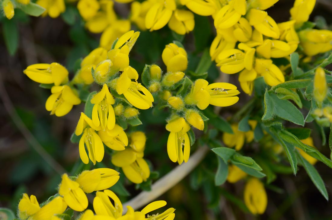 Genista tinctoria / Ginestra minore